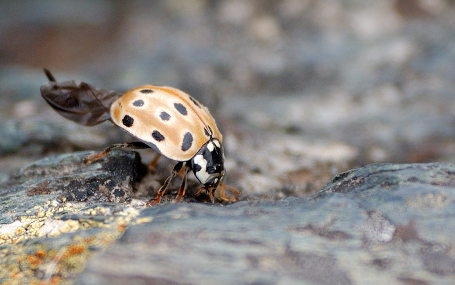 photo "Forward on the rocks" tags: nature, macro and close-up, insect