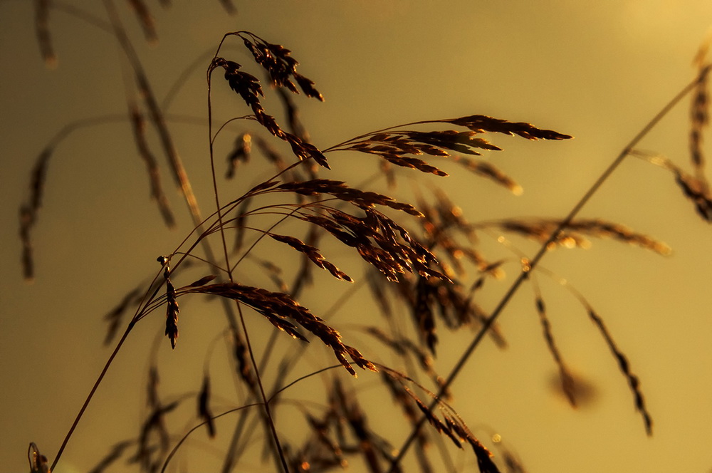 photo "***" tags: macro and close-up, nature, flowers