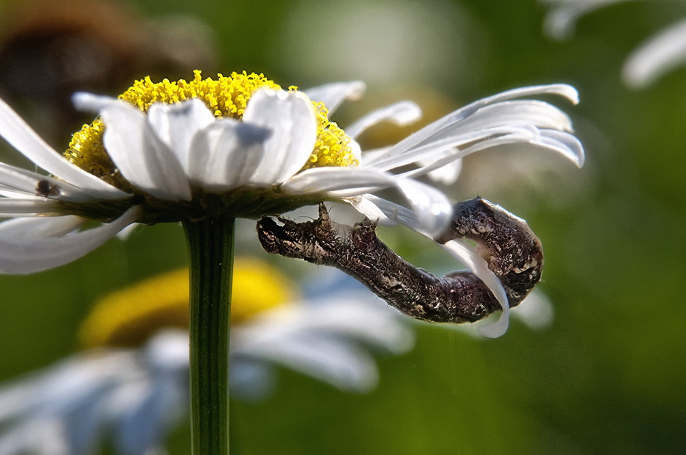 photo "***" tags: macro and close-up, nature, flowers