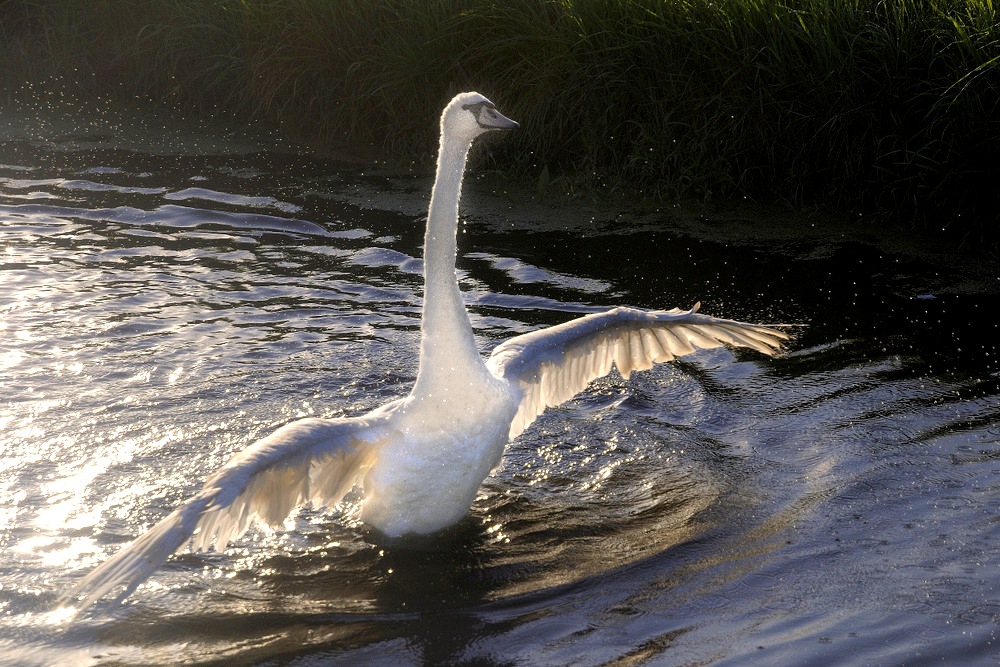 photo "***" tags: nature, 