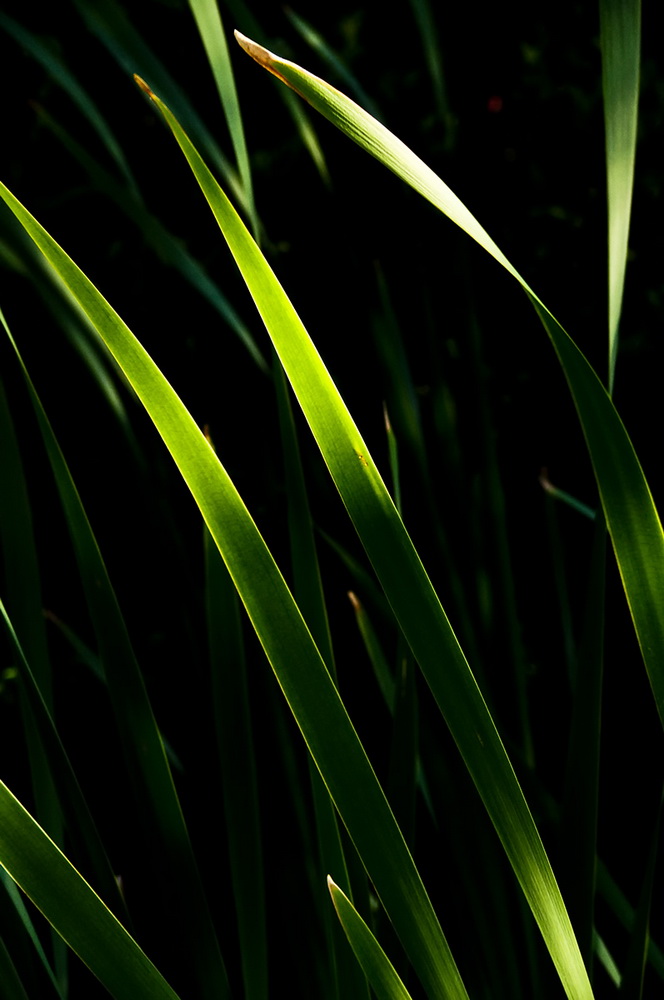 фото "***" метки: природа, цветы
