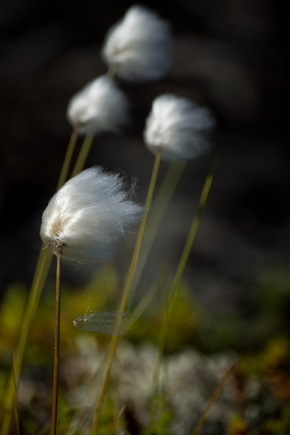 photo "***" tags: nature, flowers