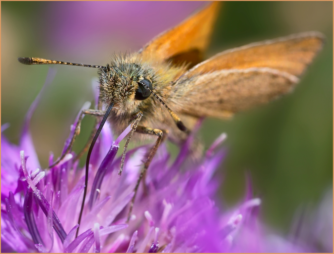 photo "***" tags: macro and close-up, 