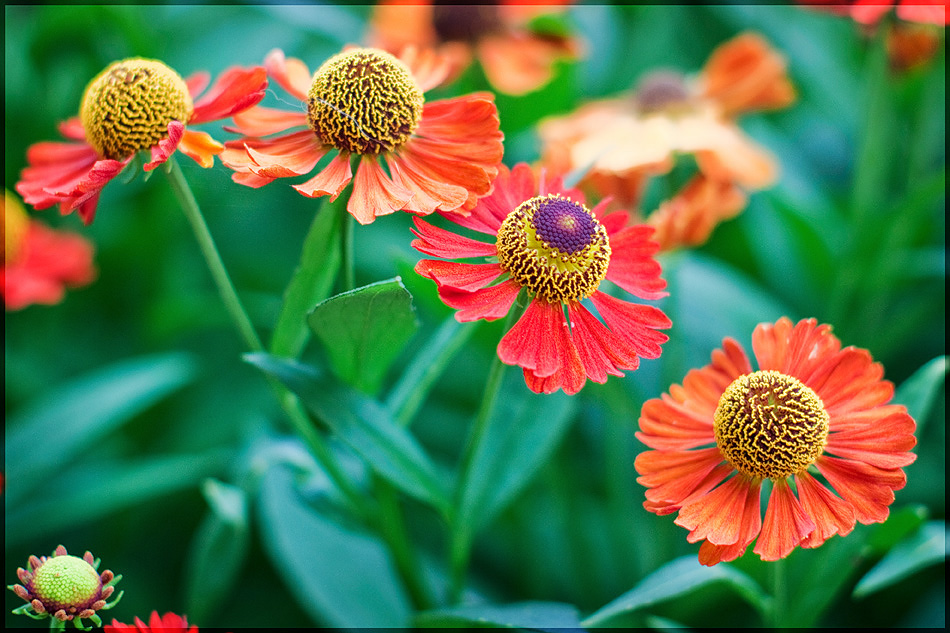 photo "***" tags: nature, flowers