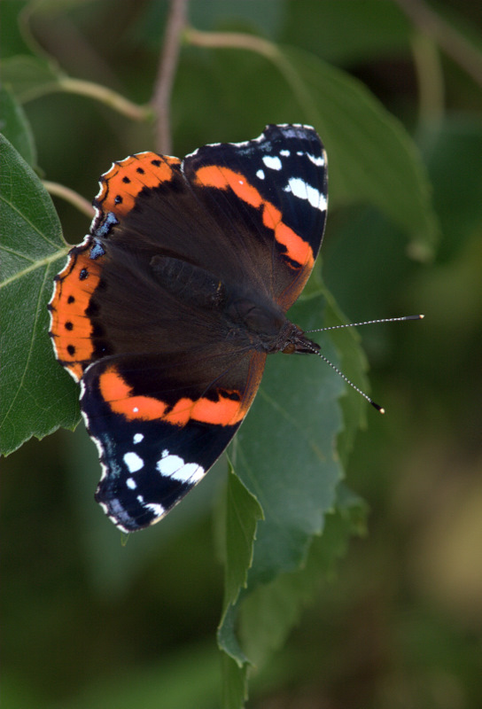 photo "***" tags: nature, insect