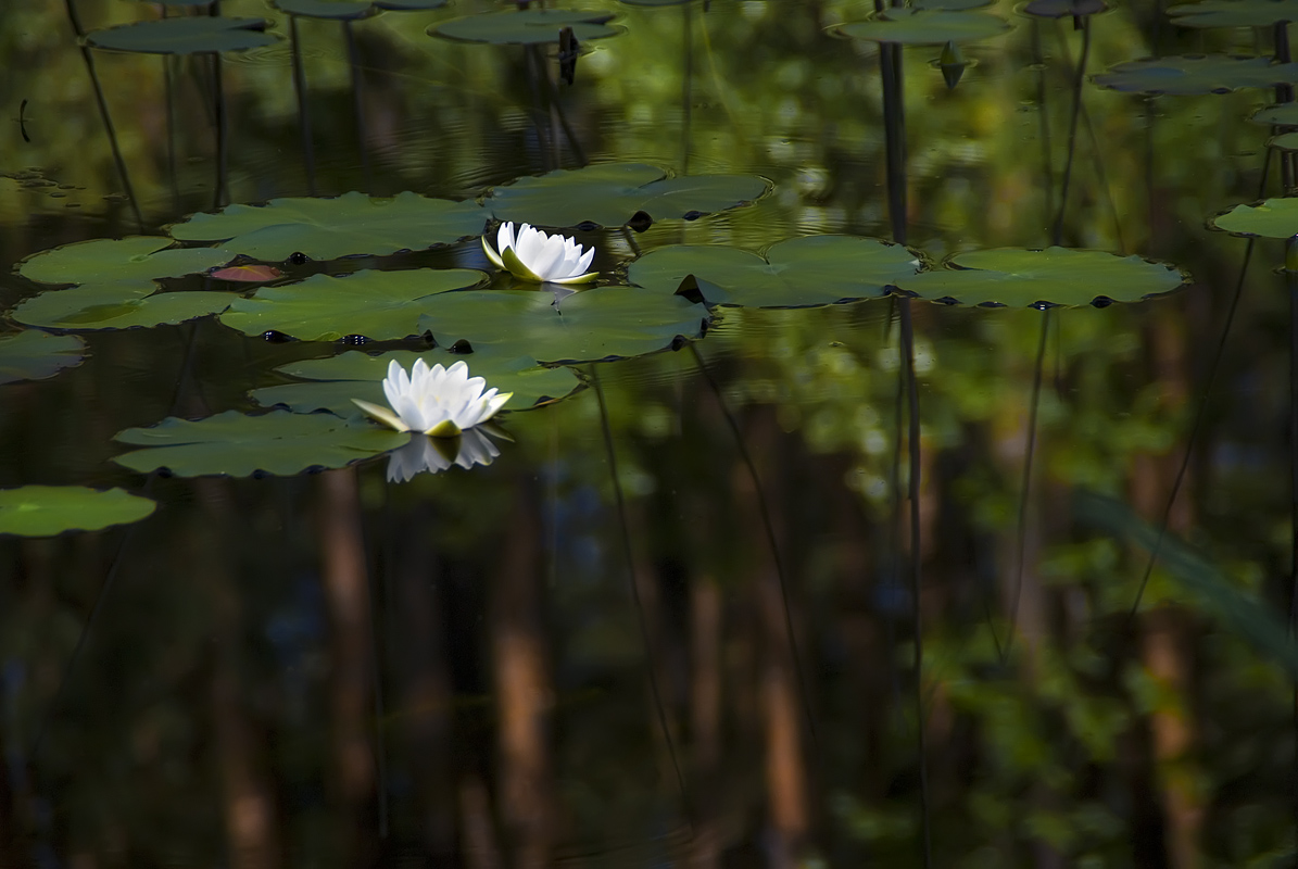 photo "Among reflections" tags: nature, flowers