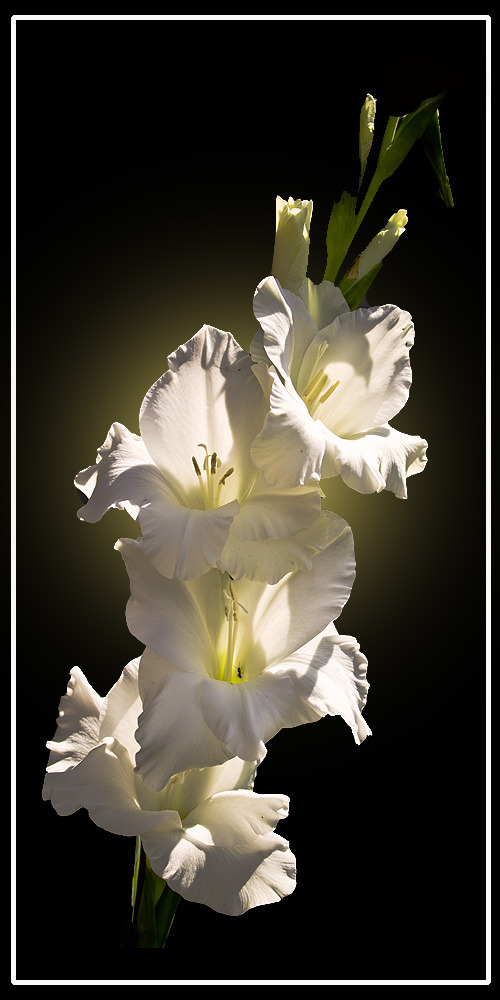 photo "***" tags: nature, flowers