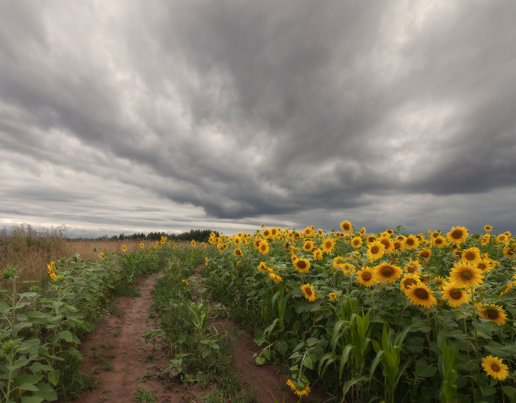 photo "***" tags: landscape, summer