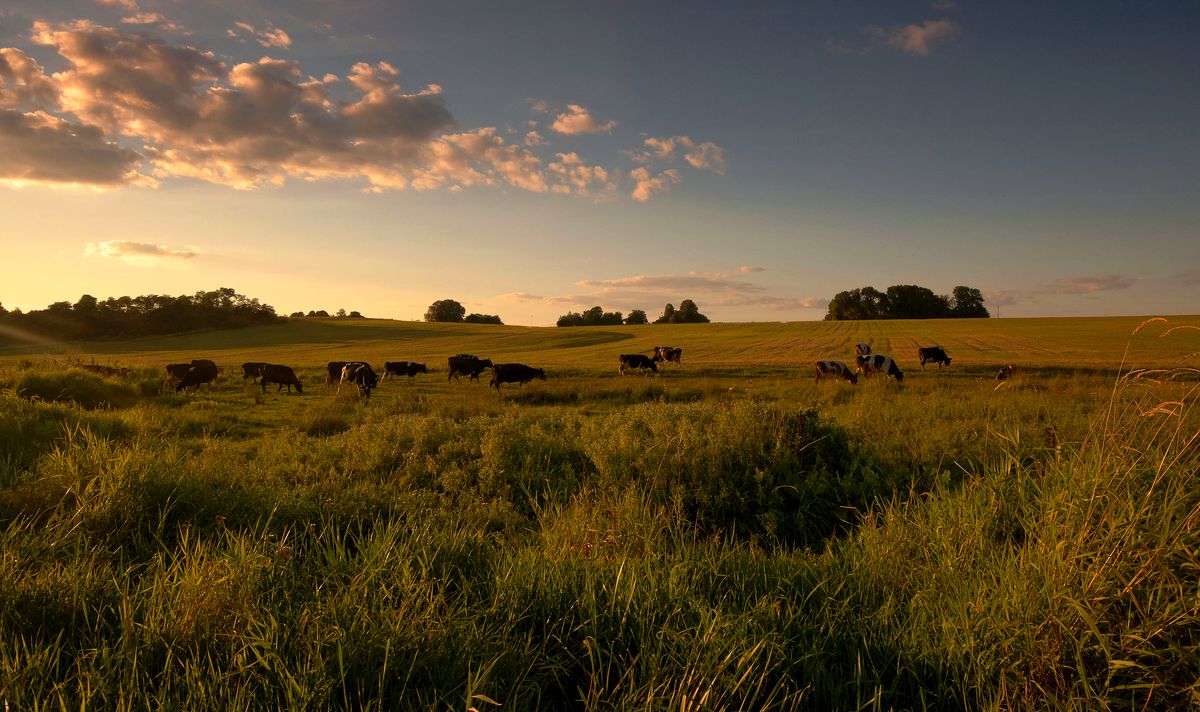 photo "***" tags: landscape, nature, wild animals