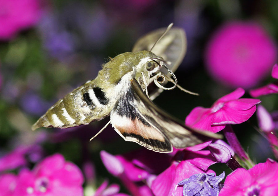 photo "***" tags: nature, insect