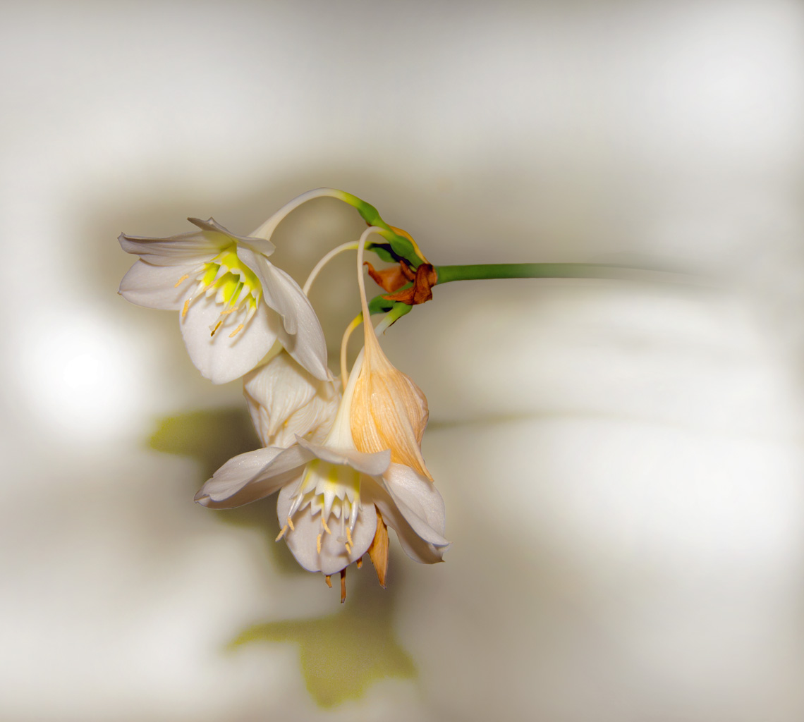 photo "Lily blossom" tags: nature, flowers