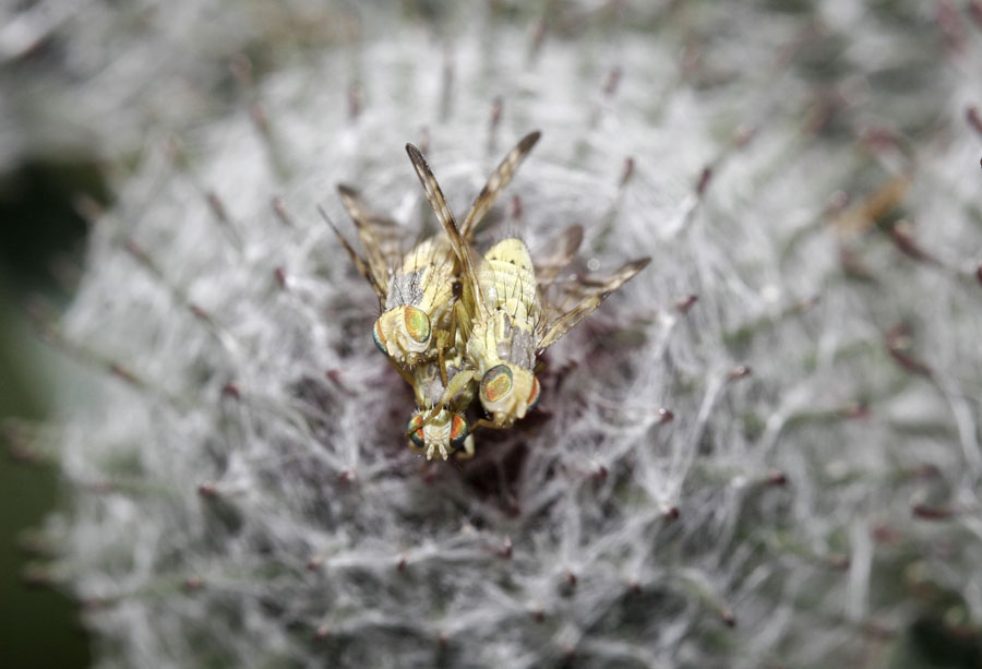 photo "***" tags: nature, insect