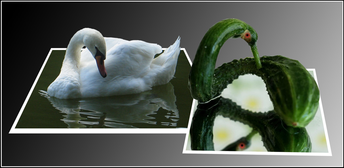 photo "***" tags: montage, 