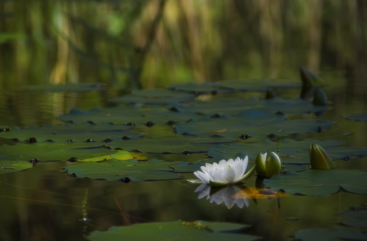 photo "Efflorescence" tags: nature, flowers