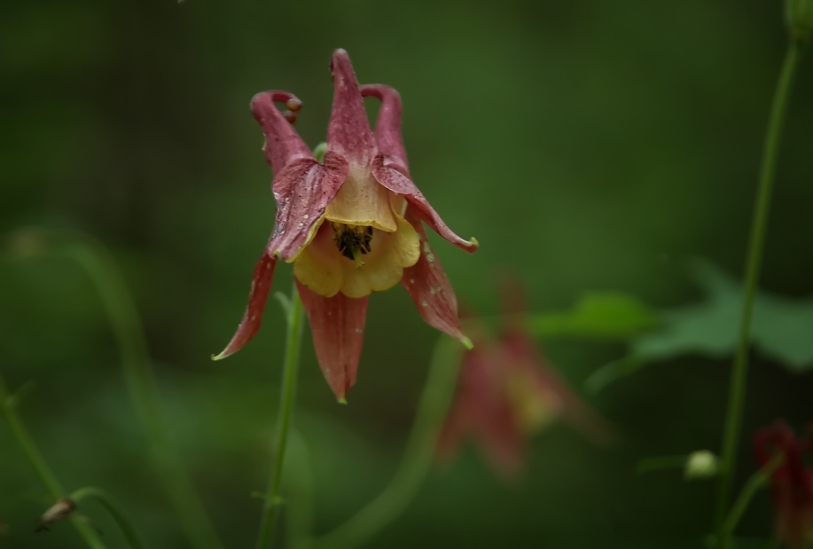 photo "***" tags: nature, flowers