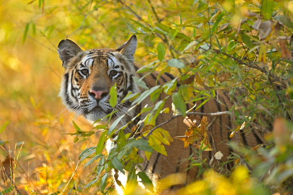 photo "***" tags: travel, nature, Asia, wild animals