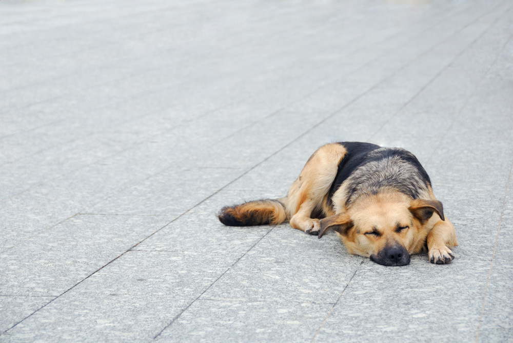 photo "Lonely..." tags: nature, genre, pets/farm animals