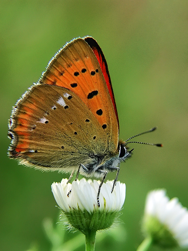 photo "***" tags: nature, macro and close-up, insect