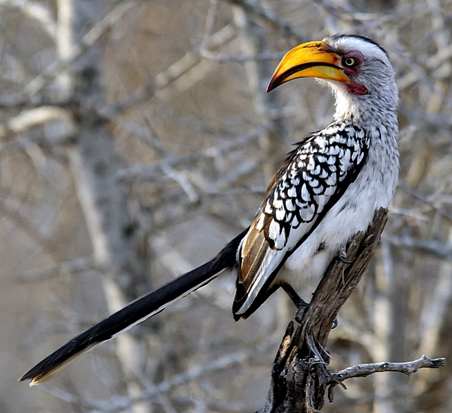 photo "***" tags: nature, wild animals