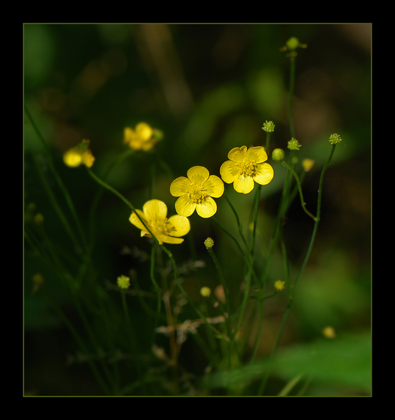 фото "лютики" метки: природа, цветы