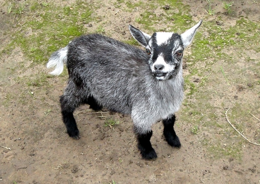 photo "little mountain goat" tags: nature, pets/farm animals