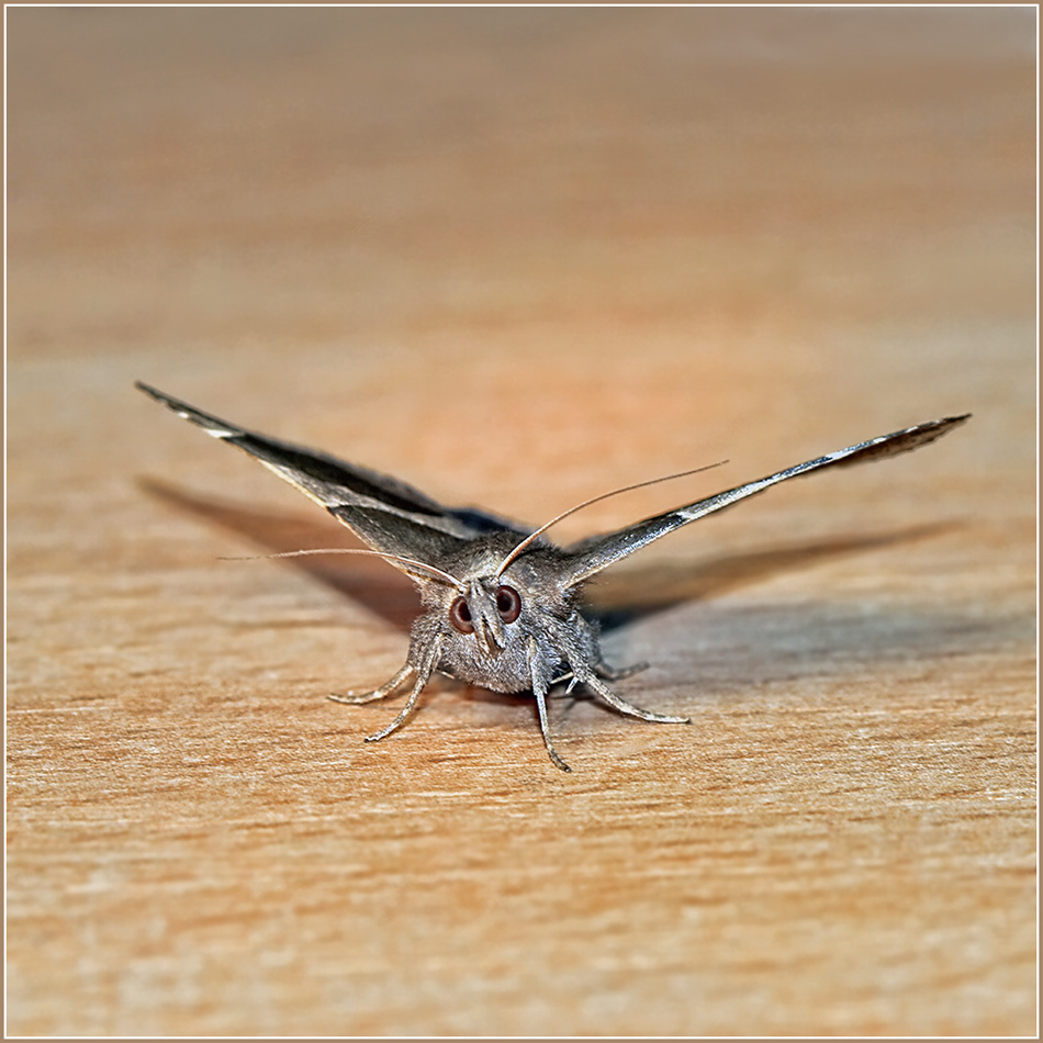 photo "***" tags: nature, macro and close-up, insect