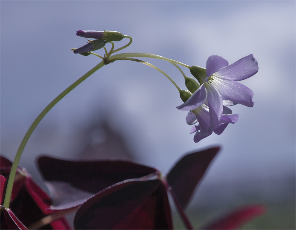 photo "***" tags: macro and close-up, nature, flowers