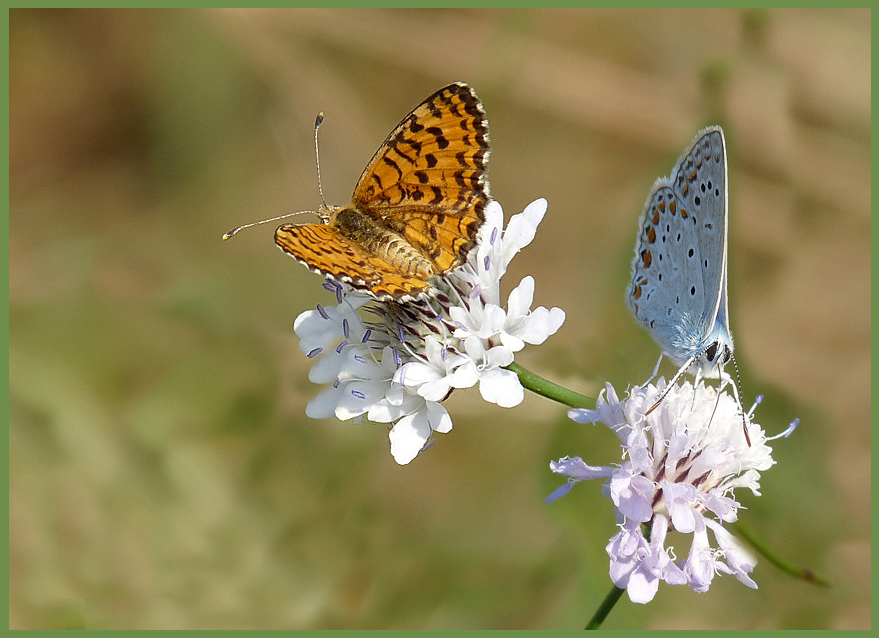 photo "***" tags: nature, insect