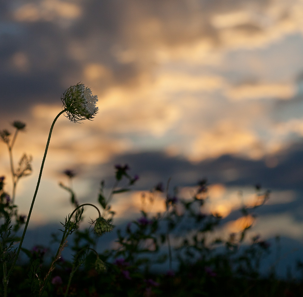 photo "***" tags: landscape, nature, flowers, sunset