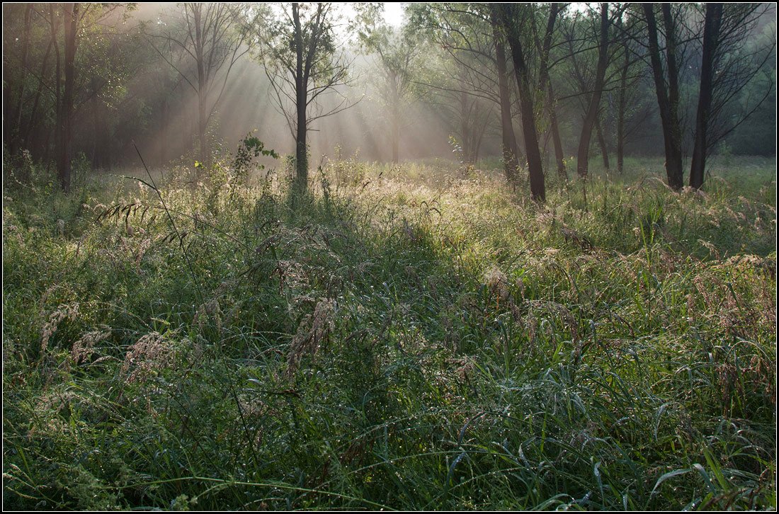 photo "in the forest after the rain" tags: landscape, forest, summer
