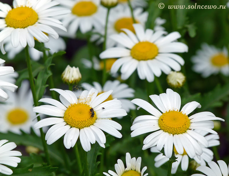 photo "Ромашки" tags: nature, flowers