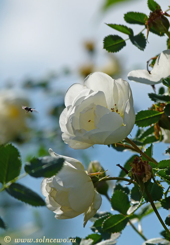 photo "***" tags: nature, flowers