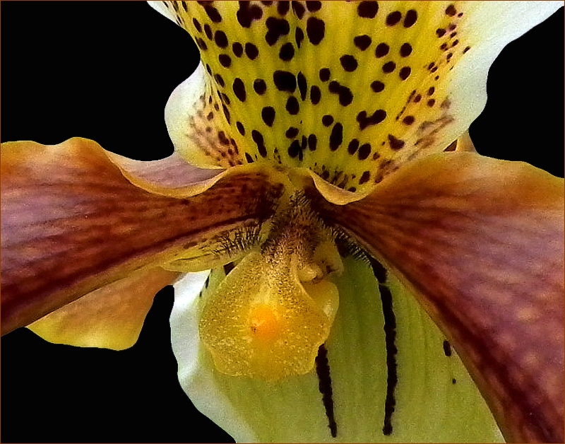 photo "Shamelessness of orchids" tags: nature, macro and close-up, flowers