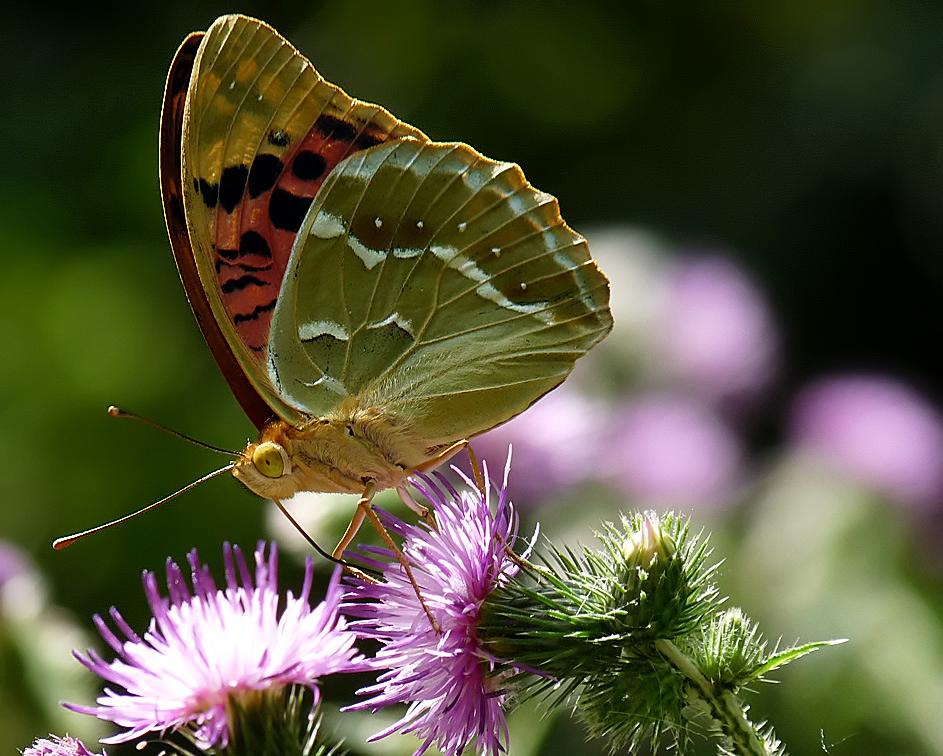 photo "Argynnis pandora" tags: nature, insect