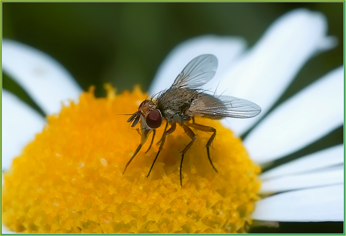 photo "***" tags: macro and close-up, 