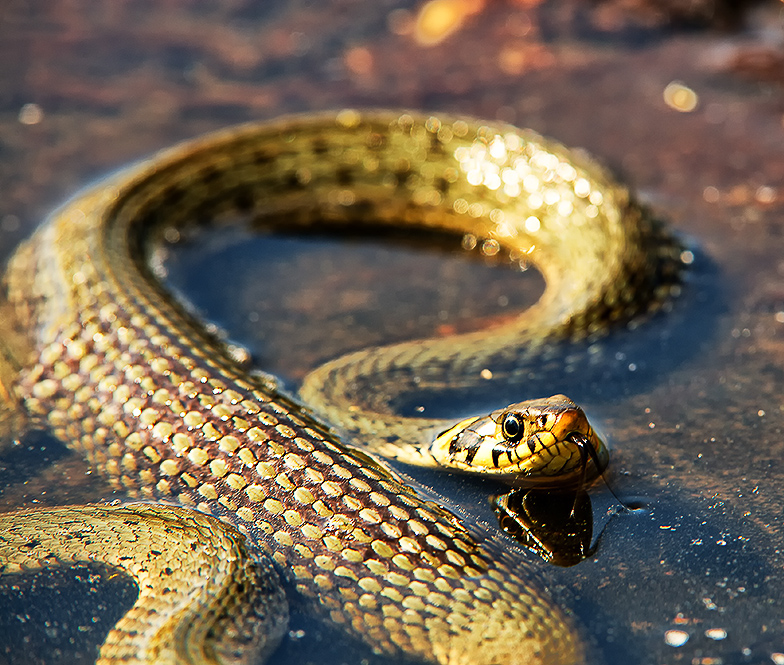 photo "THE SNAKE ll" tags: nature, wild animals