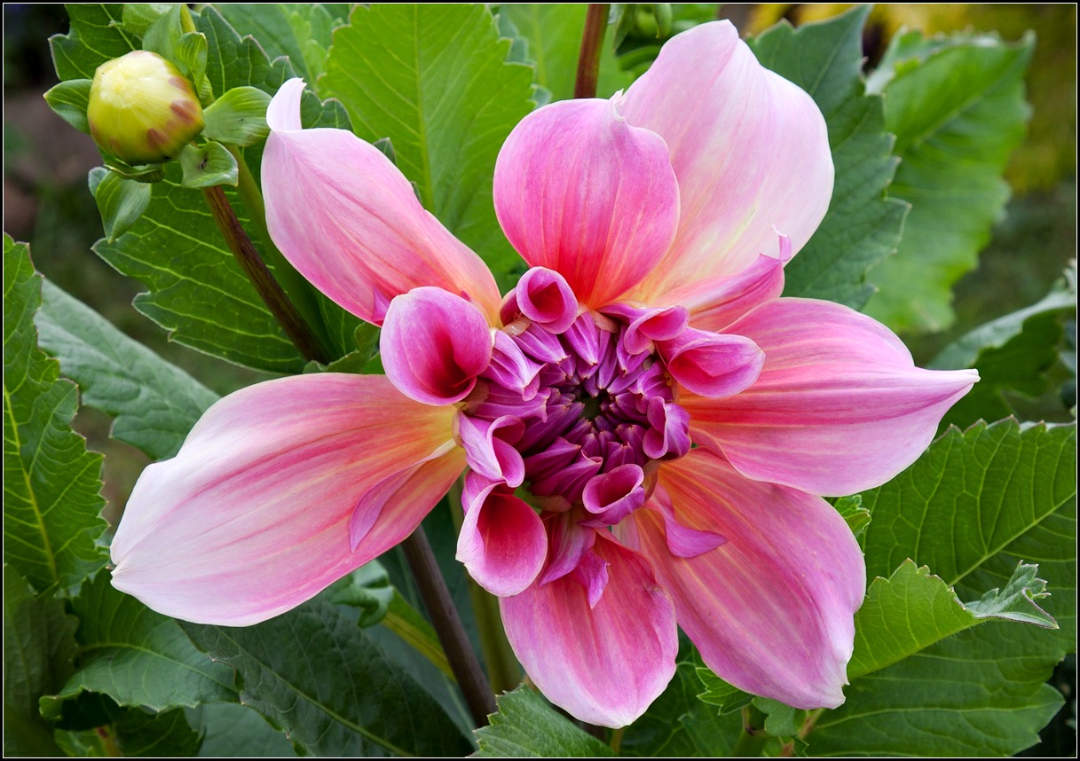 photo "dahlia" tags: nature, flowers