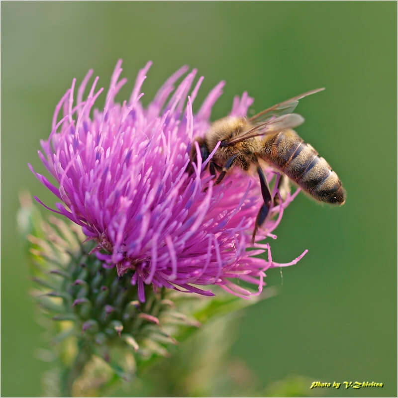 photo "***" tags: nature, macro and close-up, insect