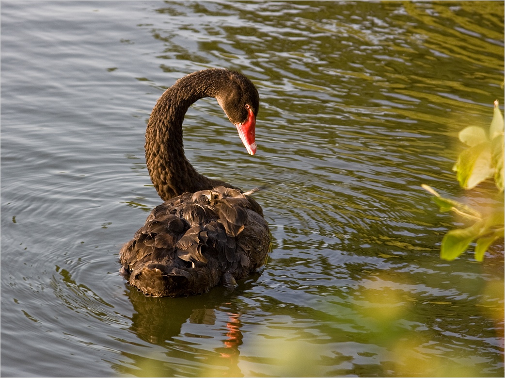 photo "***" tags: nature, wild animals