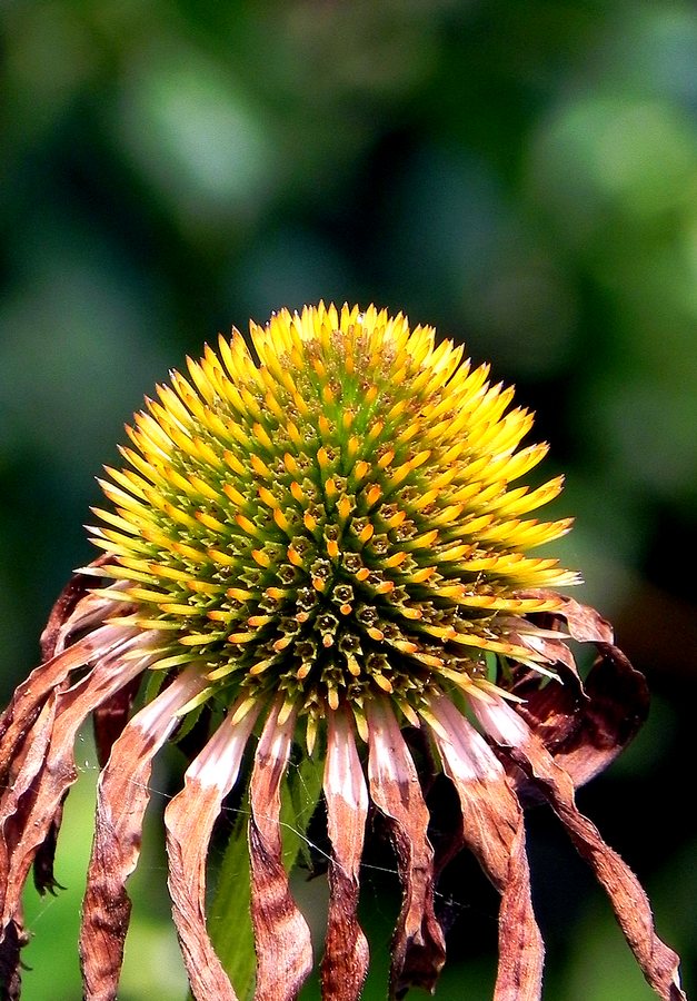 photo "***" tags: nature, macro and close-up, flowers