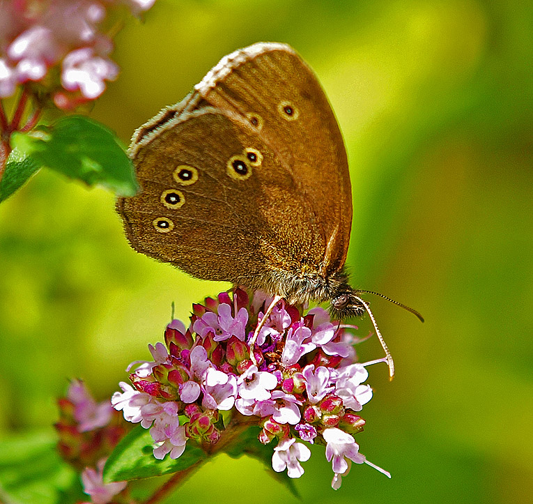 photo "Yellow Eye" tags: nature, macro and close-up, insect