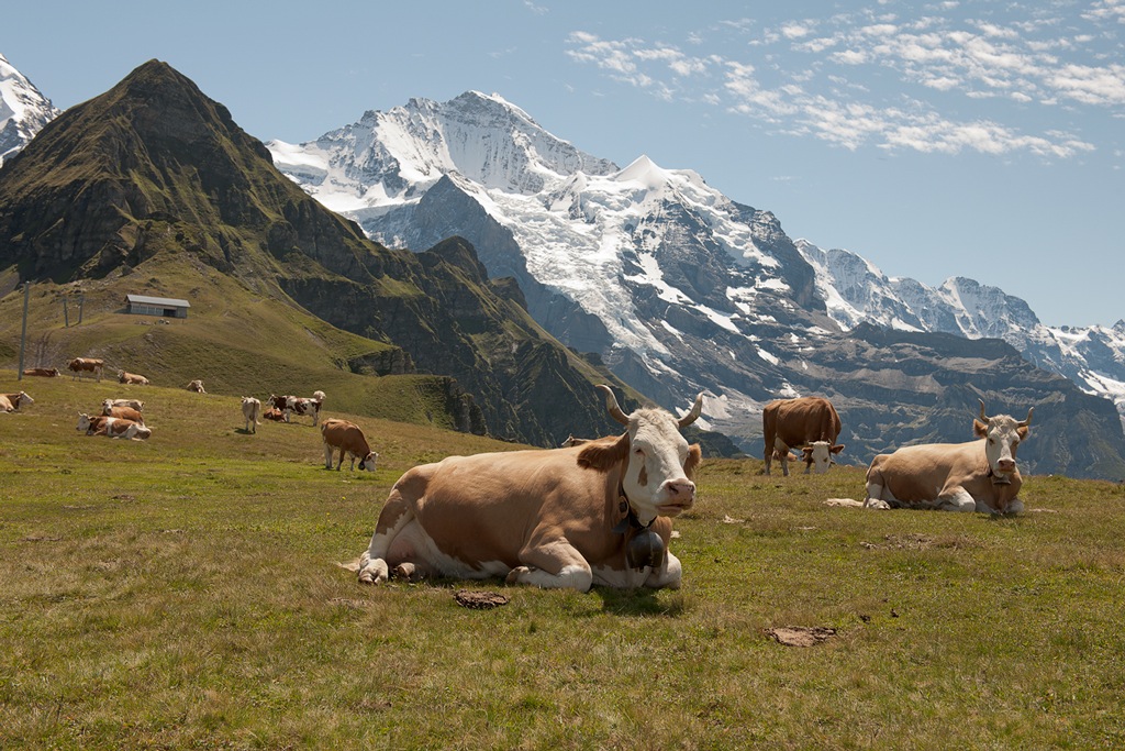 photo "***" tags: landscape, nature, mountains, pets/farm animals