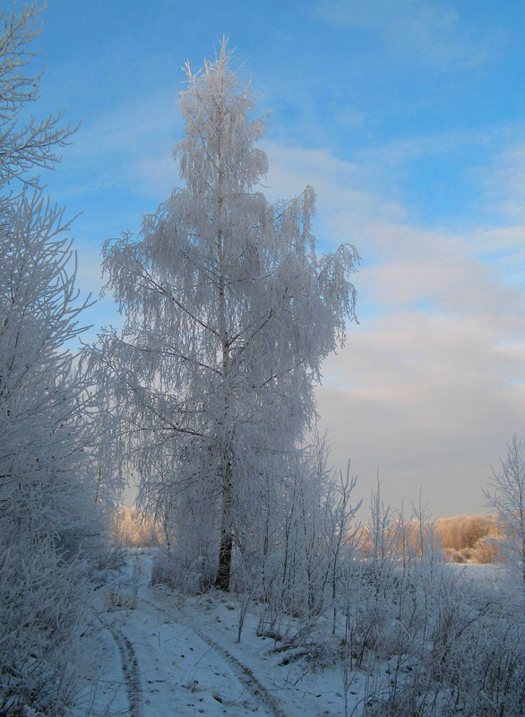 photo "Birch in a beautiful dress." tags: landscape, forest, winter