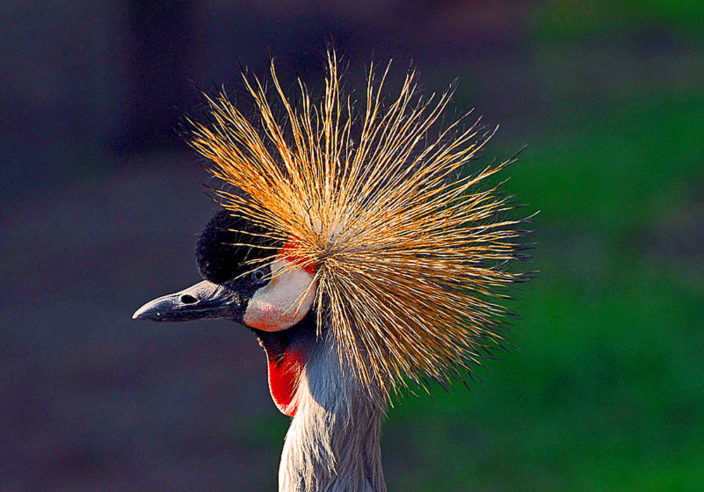 photo "the punk" tags: nature, pets/farm animals