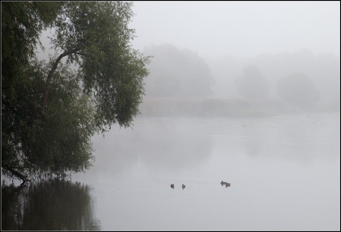photo "ducks in milk))" tags: landscape, water