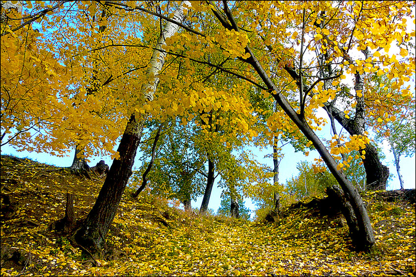 photo "Riots trees" tags: landscape, autumn, forest, leaves, tree