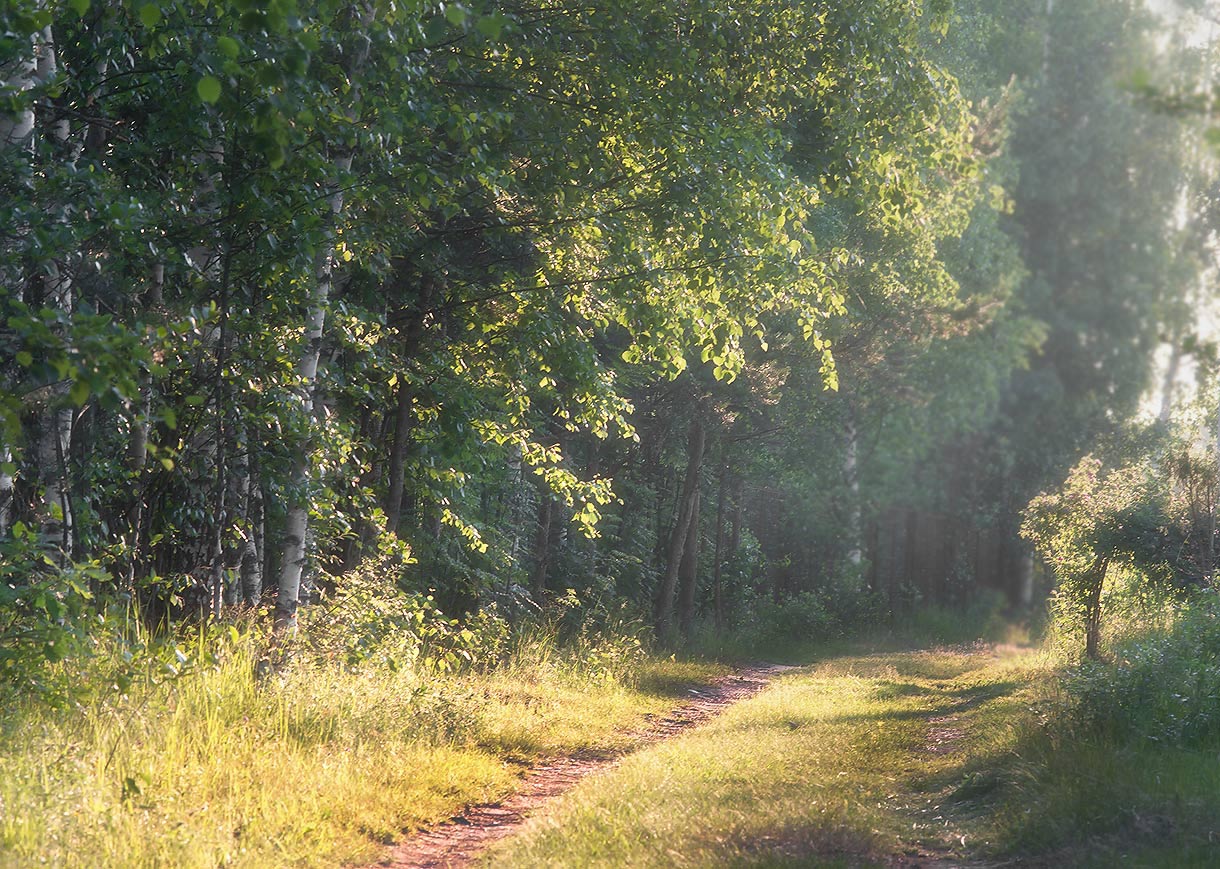 photo "Track a summer evening." tags: landscape, summer