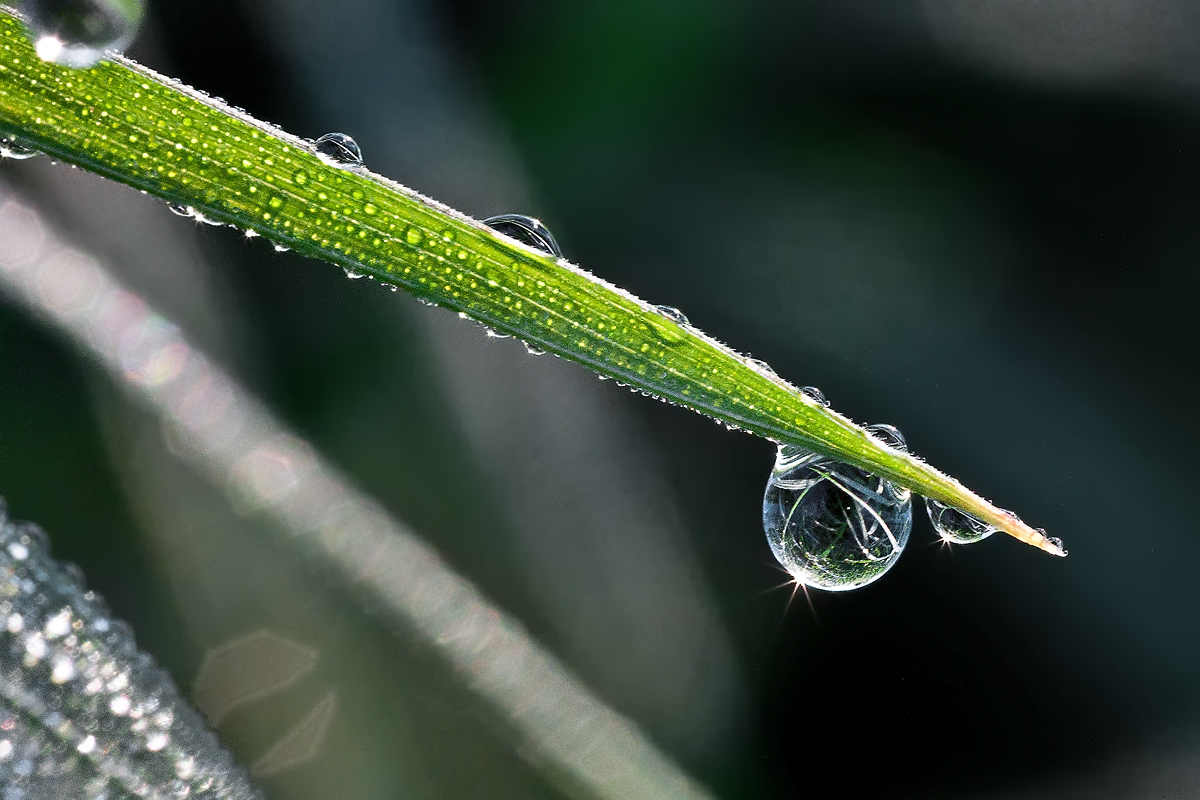 photo "Radiant droplets." tags: nature, macro and close-up, flowers