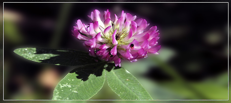 photo "***" tags: nature, flowers