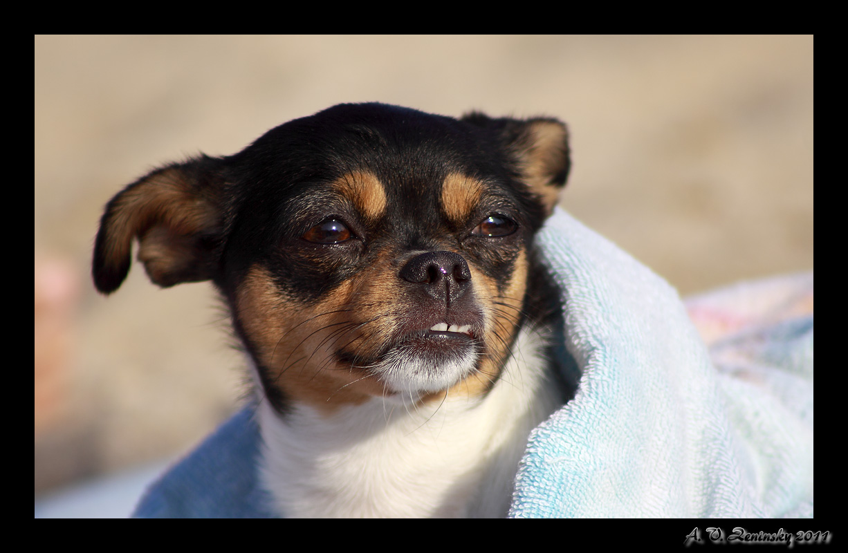 photo "Looking into the distance:)" tags: nature, humor, pets/farm animals